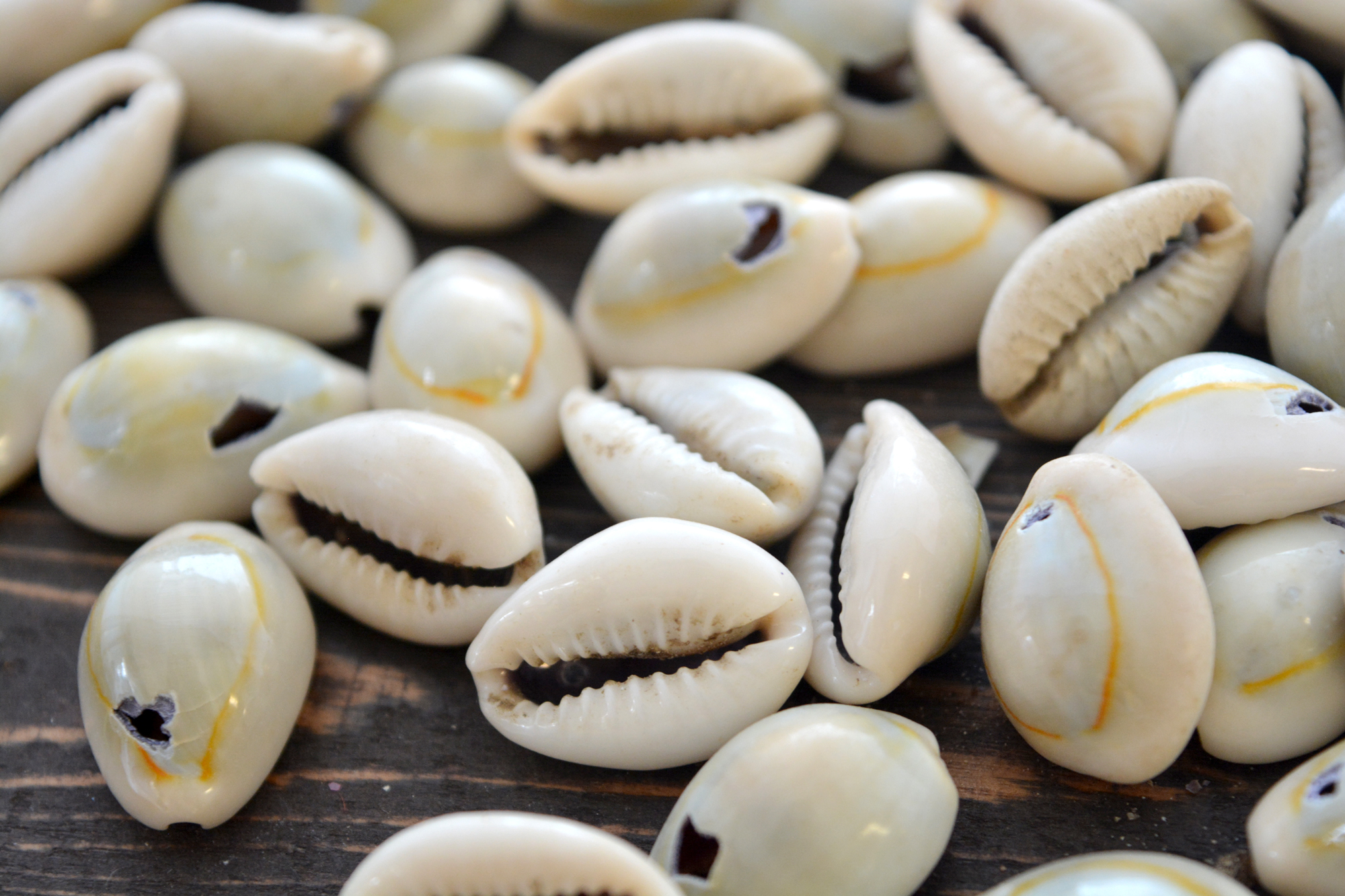 The Amazing History Of Cowrie Shells – Nam's Blog